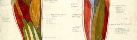 Barbara Freeman Anatomy Sketches