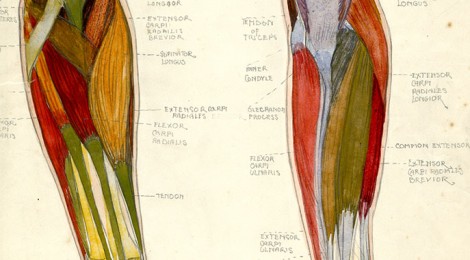 Barbara Freeman Anatomy Sketches